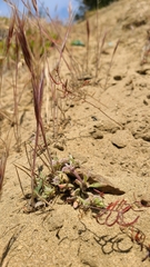 Chorizanthe cuspidata cuspidata