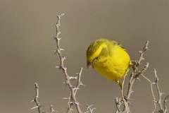 Crithagra flaviventris