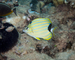Chaetodon fremblii