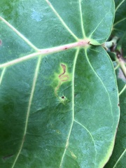 Enteucha basidactyla