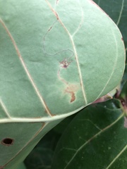 Enteucha basidactyla