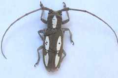 Prosopocera paykulli