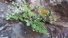 Adiantum tricholepis