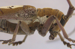 Prosopocera paykulli