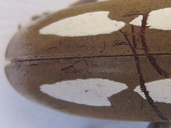 Prosopocera paykulli