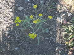 Lomatium ambiguum