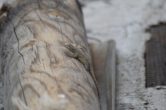 Sceloporus grammicus