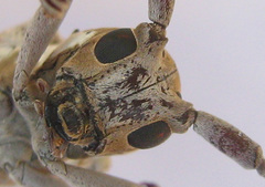 Prosopocera paykulli