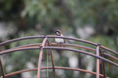 Passer domesticus