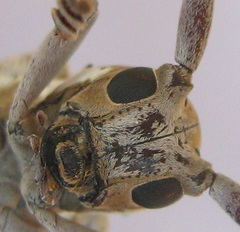 Prosopocera paykulli