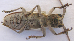 Prosopocera paykulli