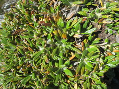 Oldenburgia paradoxa