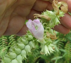 Physostegia digitalis