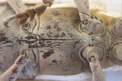 Prosopocera paykulli