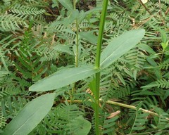 Physostegia digitalis