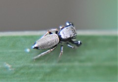 Sassacus barbipes