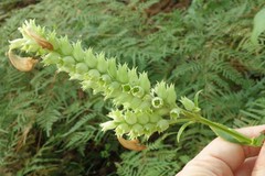 Physostegia digitalis