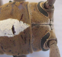 Prosopocera paykulli