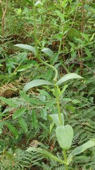 Physostegia digitalis