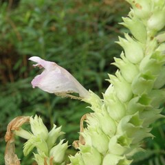 Physostegia digitalis