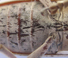 Prosopocera paykulli