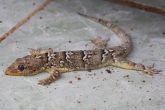 Phyllopezus periosus