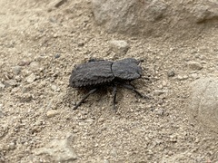 Phloeodes