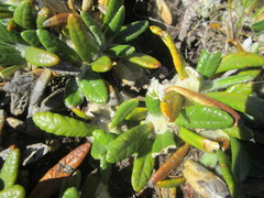 Oldenburgia paradoxa