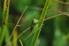 Conocephalus saltans
