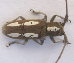 Prosopocera paykulli
