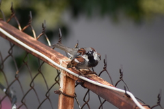 Passer domesticus