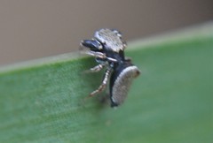 Sassacus barbipes