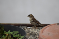 Passer domesticus