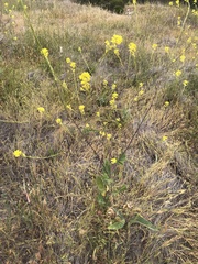 Rhamphospermum nigrum