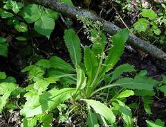 Micranthes micranthidifolia