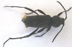 Plagionotulus westringii