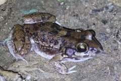 Leptodactylus troglodytes