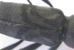 Plagionotulus westringii