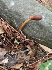 Ophiocordycipitaceae