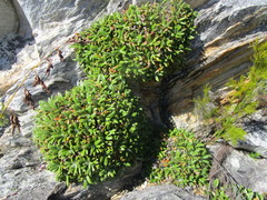 Oldenburgia paradoxa