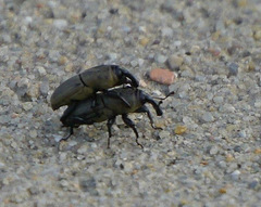 Sphenophorus coesifrons