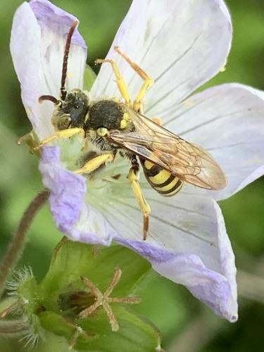 Black-and-yellow Nomad Bee