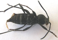 Plagionotulus westringii