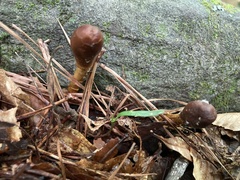 Ophiocordycipitaceae