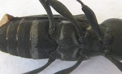 Plagionotulus westringii