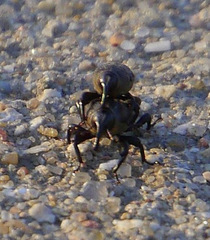 Sphenophorus coesifrons