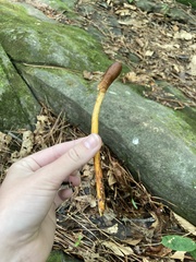 Ophiocordycipitaceae