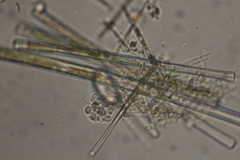 Dictyosphaerium
