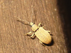 Cyphicerini