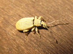 Cyphicerini